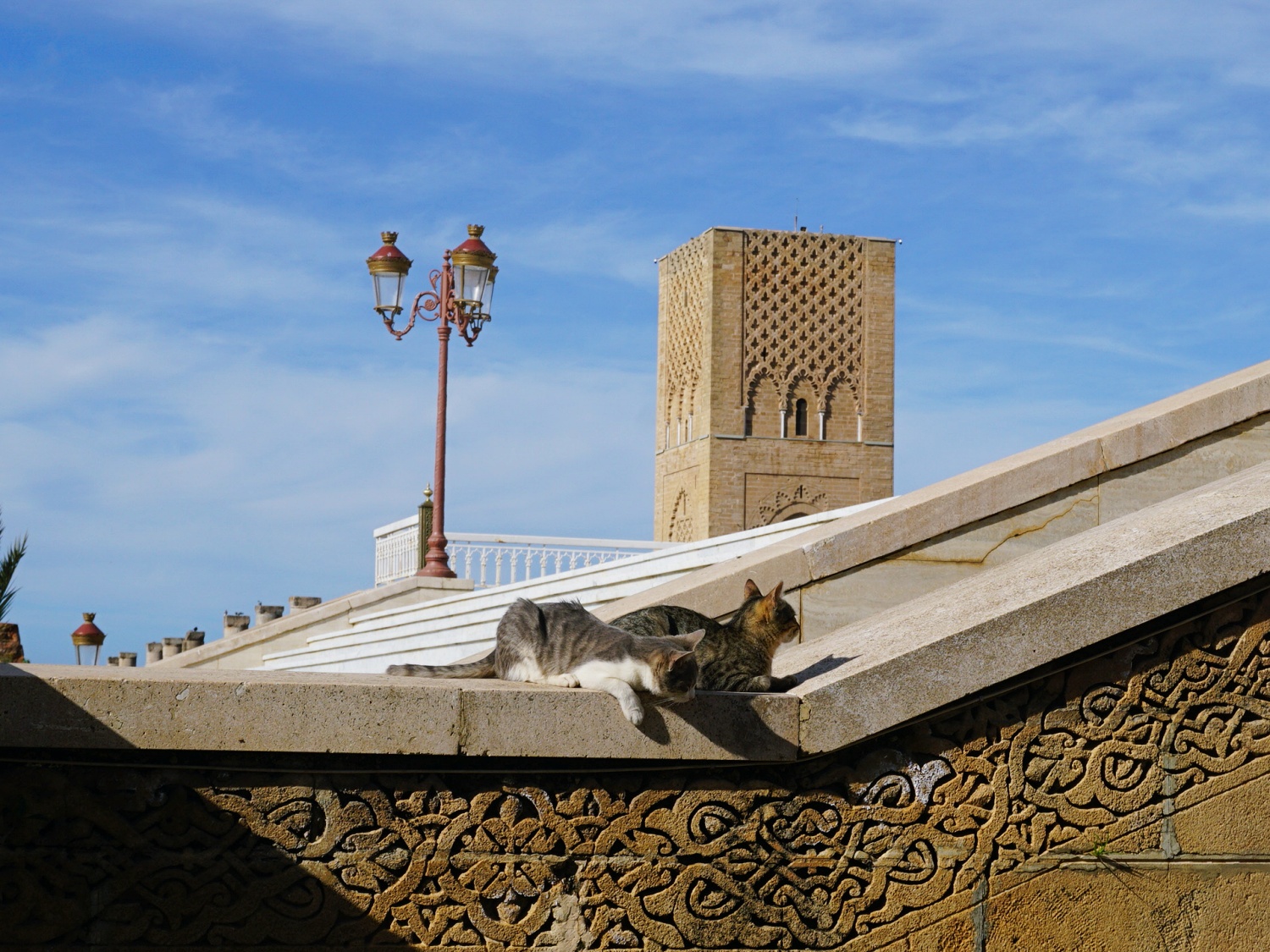 cats Morocco