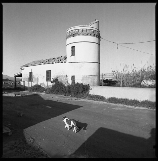 the tower and the cat