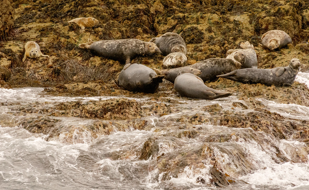 Atlantic Grey Seals Basking above the Water Line on the Eastern Isles - Isles of Scilly 29