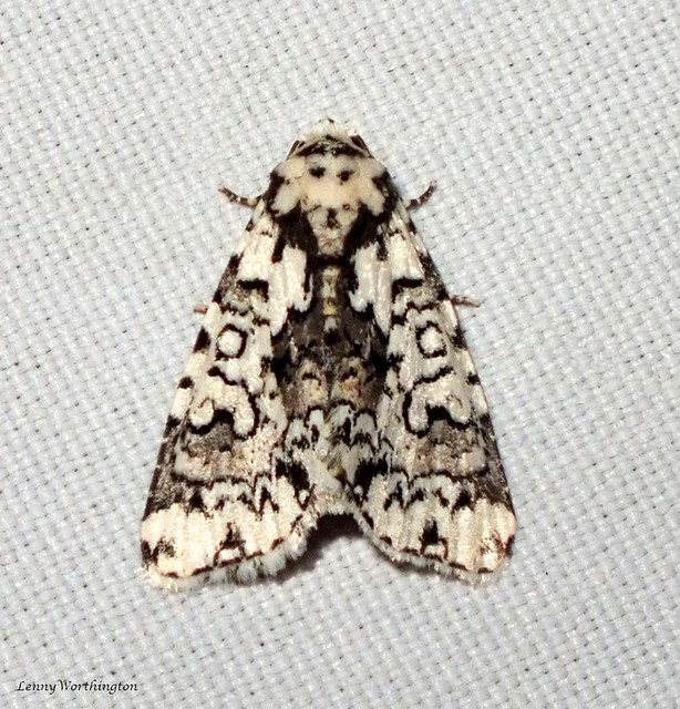 Cryphia deceptura (Walker 1865) Noctuidae