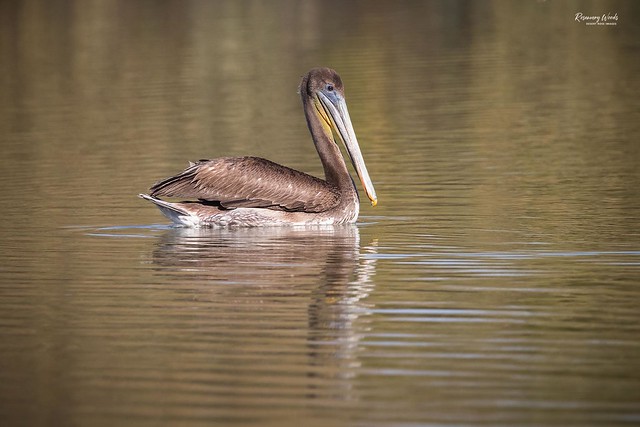 IMG_8644-Juvenile Brown Pelican-Pelecanus occidentalis