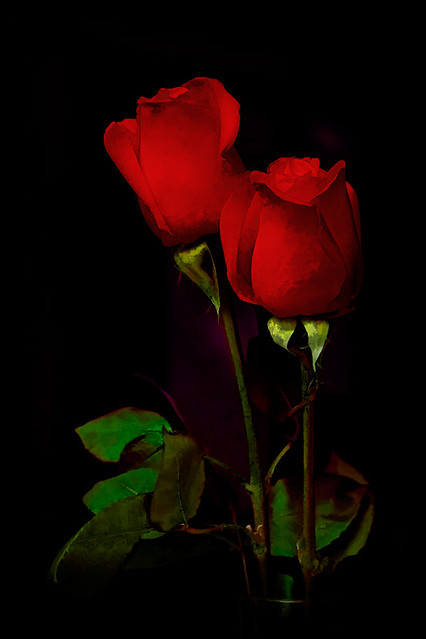 Red Rose Duet