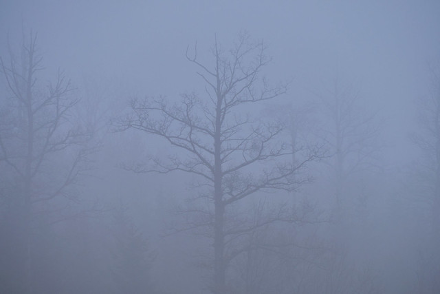 a fog blue day.    o