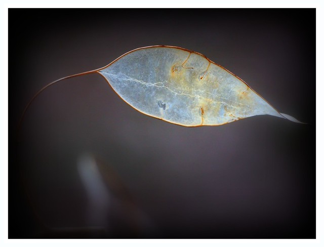 Last winter leaf