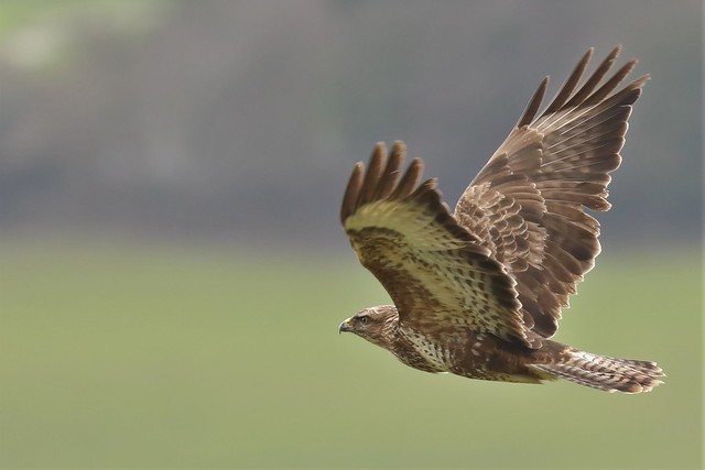 Buzzard