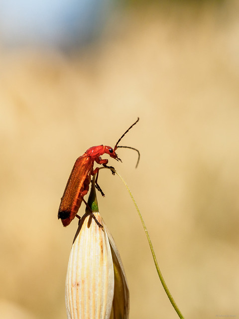 Red Soldier Beetle - Roter Weichkäfer
