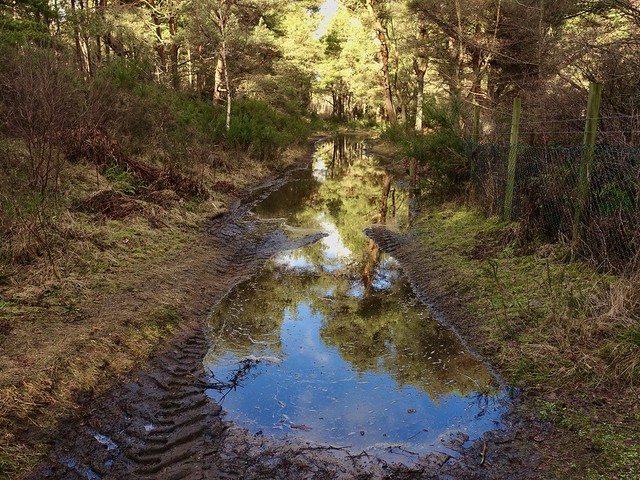 Flooded path reflections, Tentsmuir
