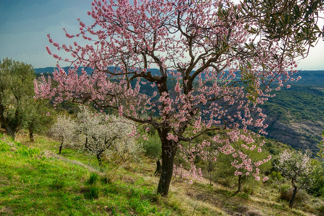 Almendros en flor, cerca de Alquézar (Huesca)