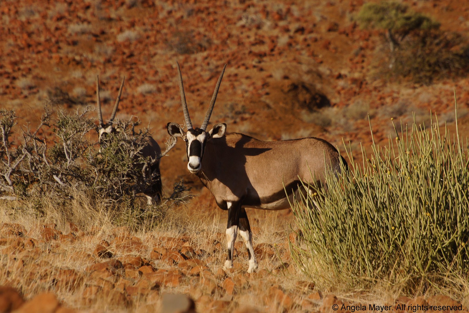 Gemsbok (Oryx Antelope)