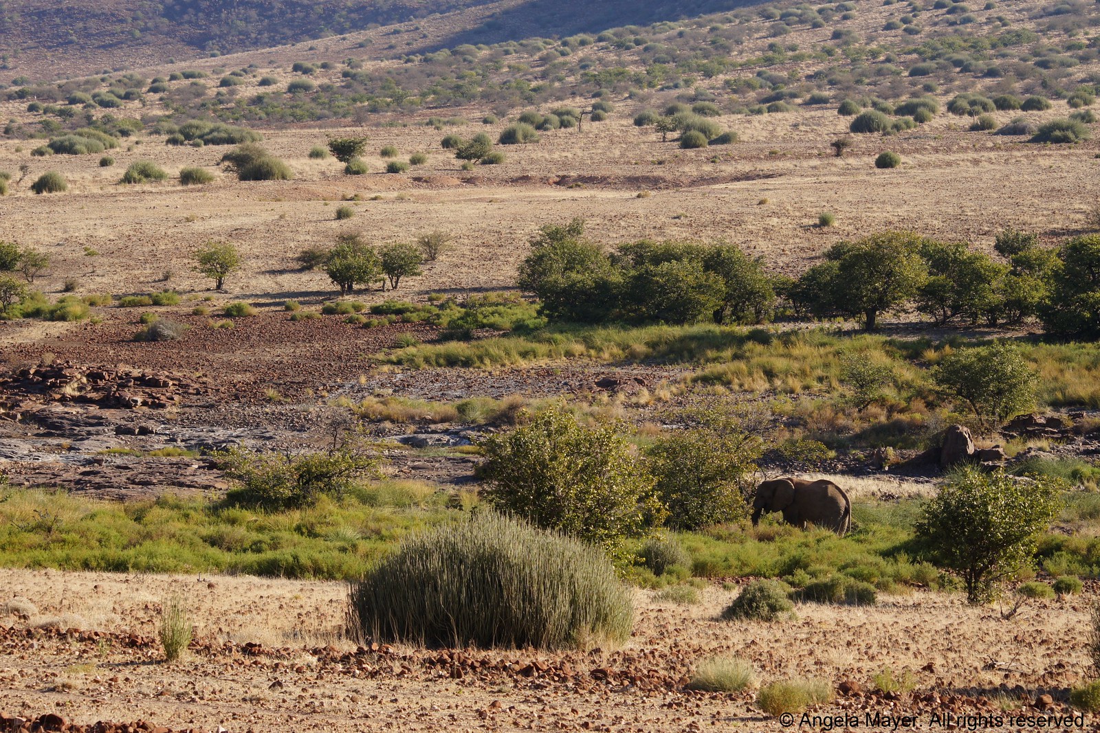 Desert Elephants at Grootberg Pass