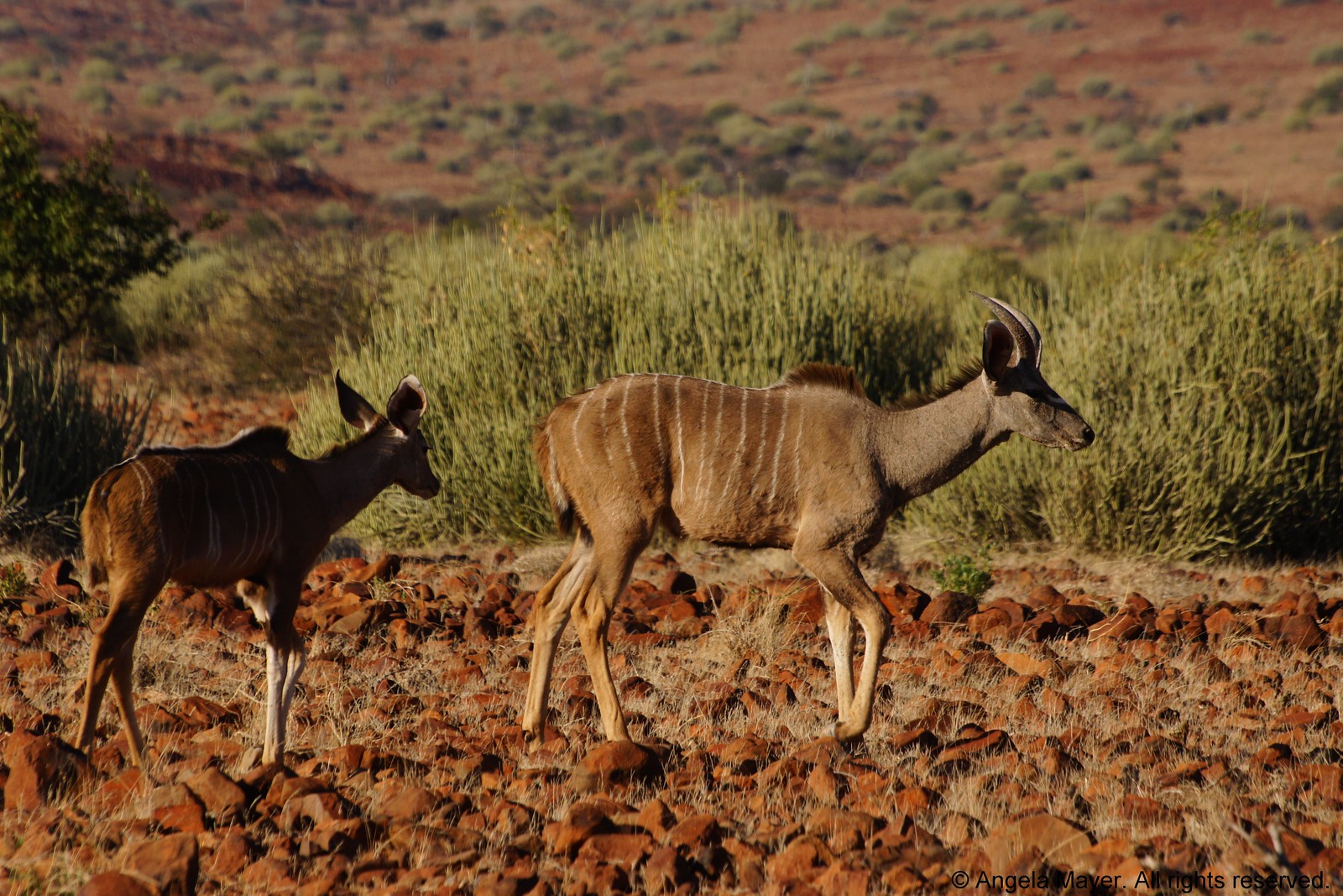 Kudu Antelopes