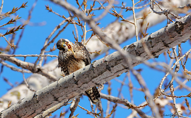Faucon Pèlerin - Peregrine Falcon -.Falco Peregrinus
