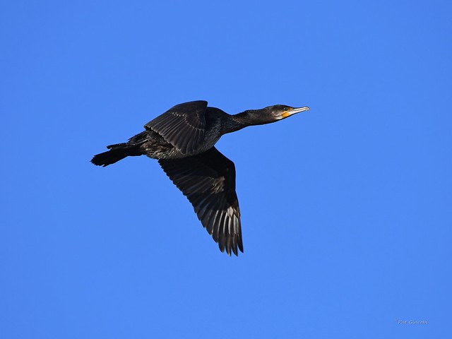 Grand Cormoran Phalacrocorax carbo - Great Cormorant