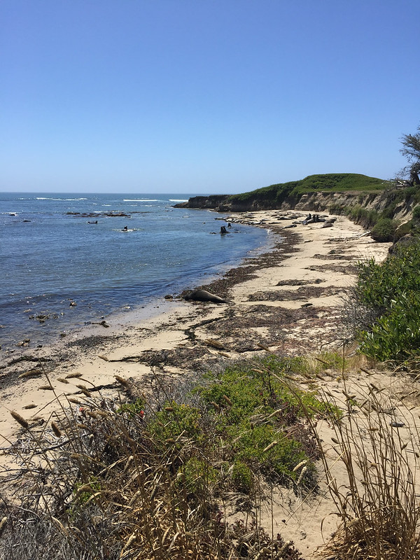 More elephant seals at Año Nuevo