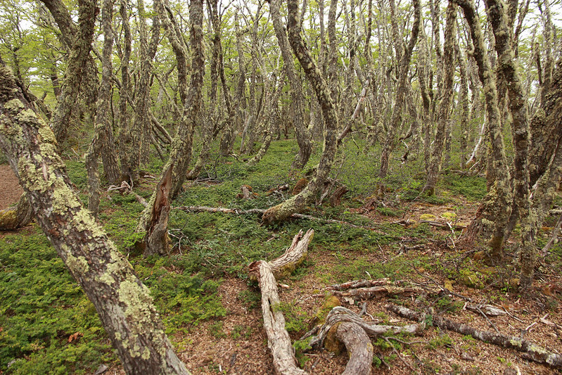 a nice Nothofagus forest south of Punta Arenas.