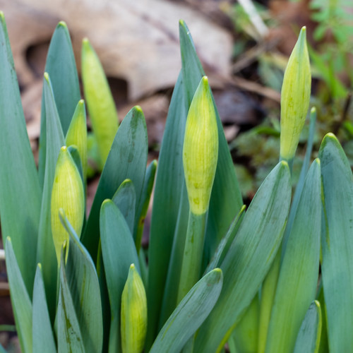 Signs of spring, yellow flowers: daffodils
