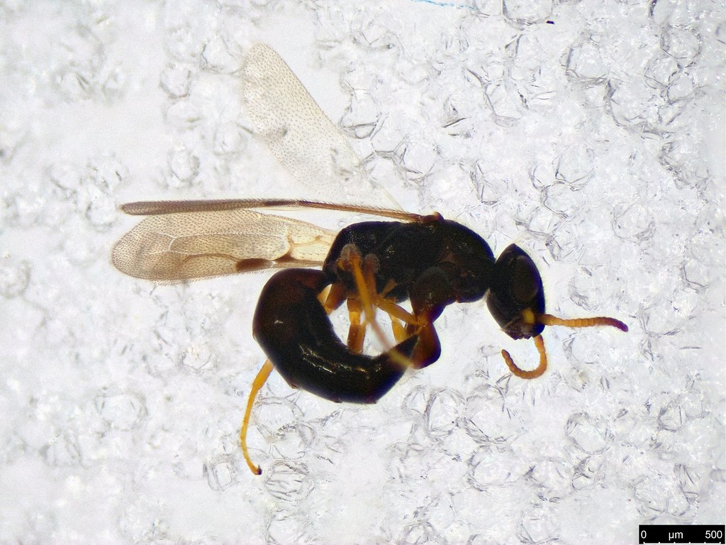 46a- Bethylidae sp.