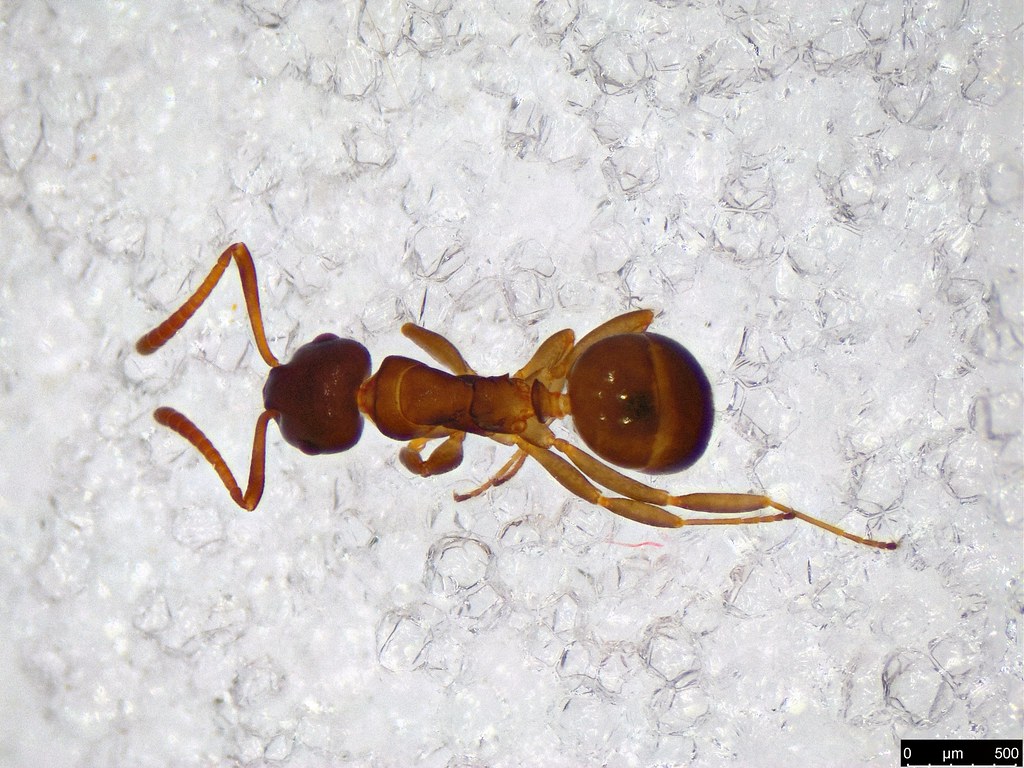 54b - Myrmicinae sp.