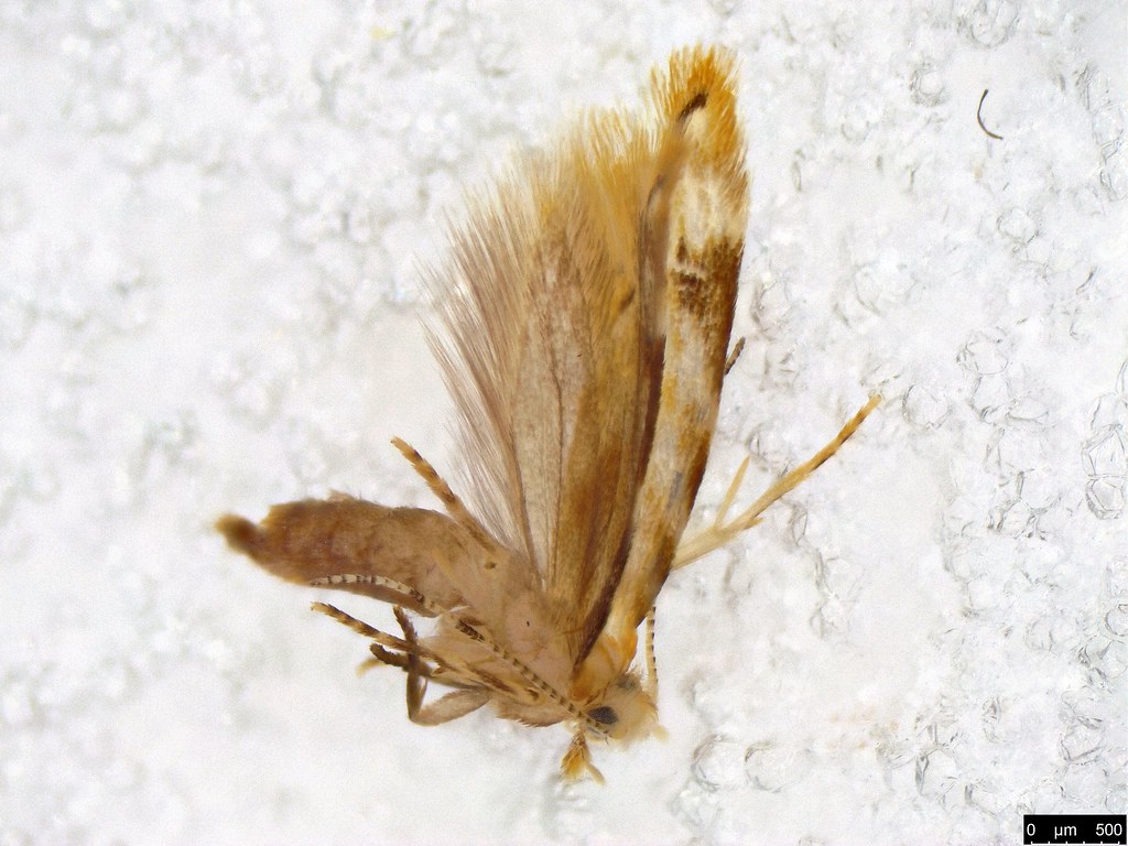 22 - Erechthiinae sp.