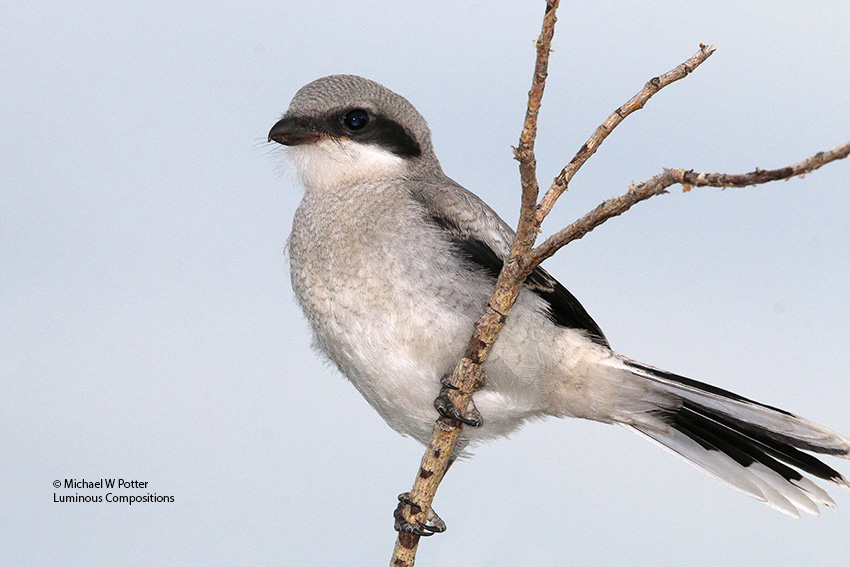 Loggerhead Shrike juvenile