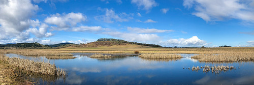 bird wildlife funinthesun flickrfriday marsh water reflection winter geese migration sky panorama panoramic blue clouds canada photography