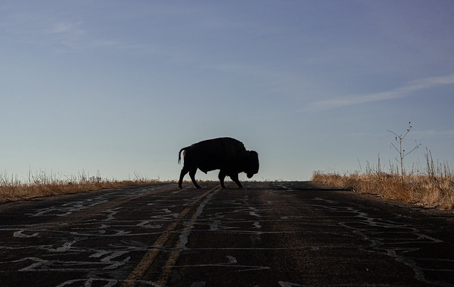 Bison Crossing