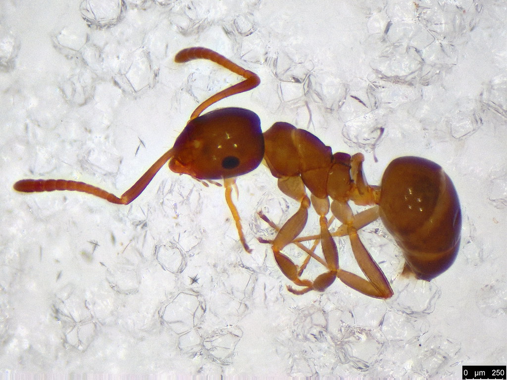 53a - Myrmicinae sp.