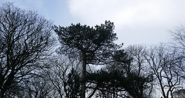 haworth trees between parsonage & graveyard