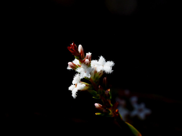 Leucopogon sp - an Australian wildflower
