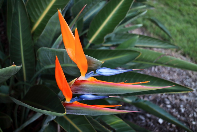 Two Colorful Birds of Paradise, or Crane Flowers by the Brisbane River