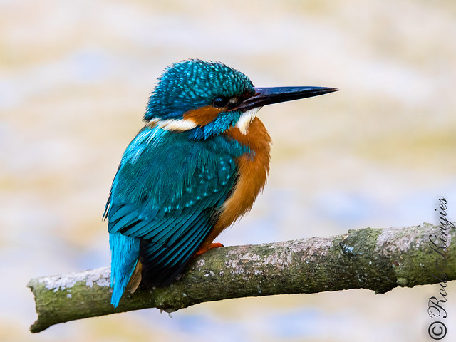 Blauet - Martin pescador - Common kingfisher - Martin-pêcheur d'Europe - Alcedo atthis