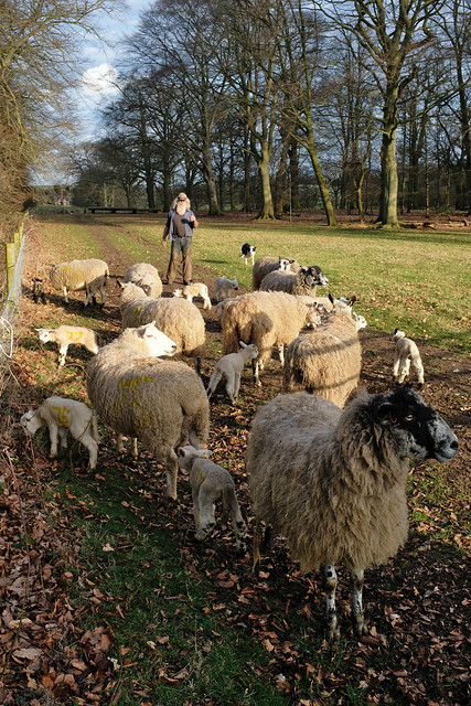 Lambing time