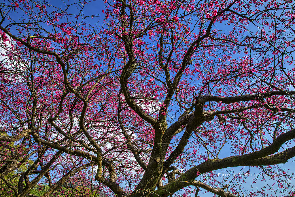 Cherry blossom season in Taipei