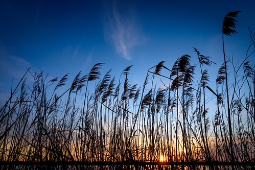Camargue Morning by NathalieSt, camargue europe france gard languedocroussillon leverdesoleil nikon nikond5500 nikonpassion nikonpho