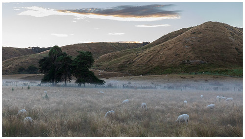 sheep fog sunrise peaceful morning