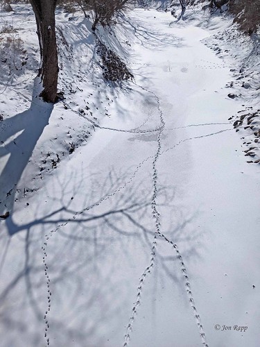 mkt trail missouri railroad bridge hinkson creek snow tracks