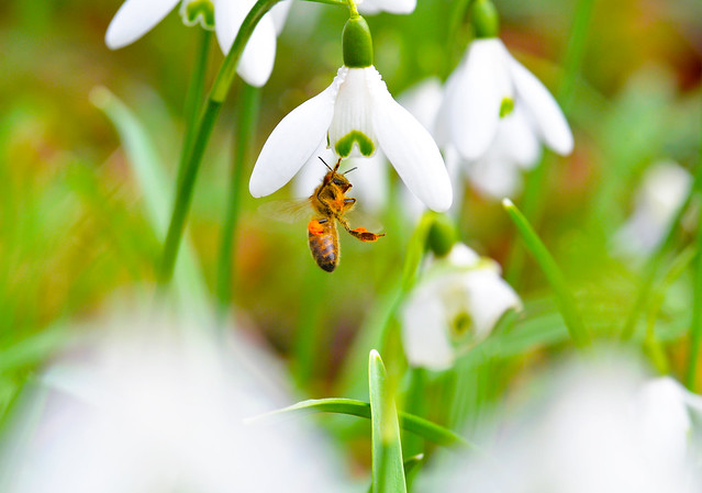 A bee in the snowdrops