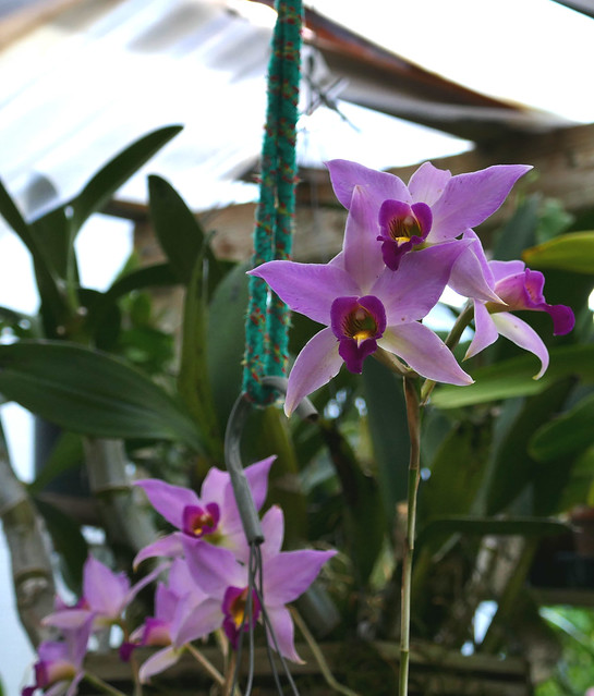 Laelia anceps species orchid