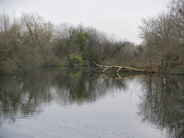 Fallen tree and Tufted Duck