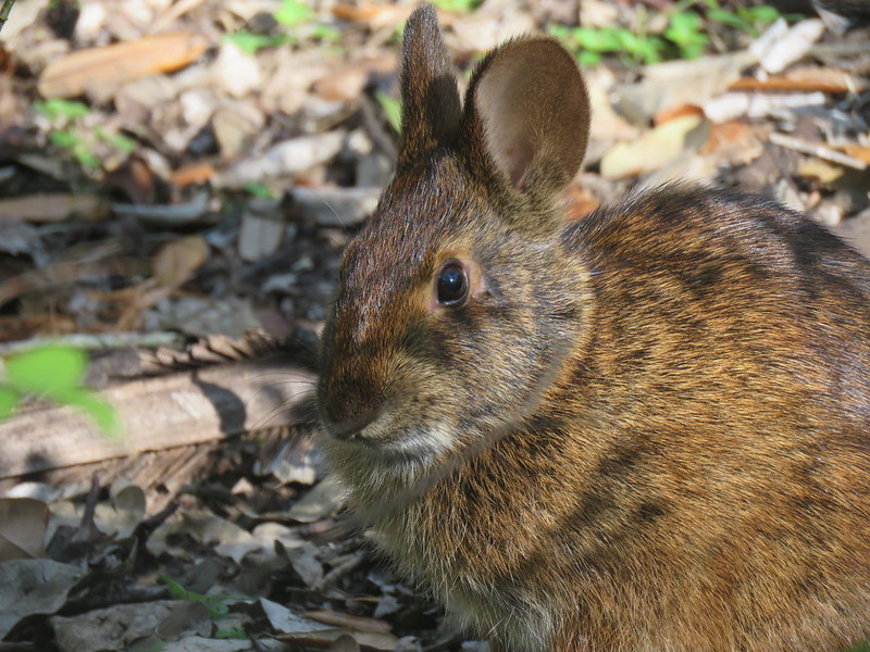 Florida Rabbit Wild Florida: The Marsh Rabbit - Daily Kos