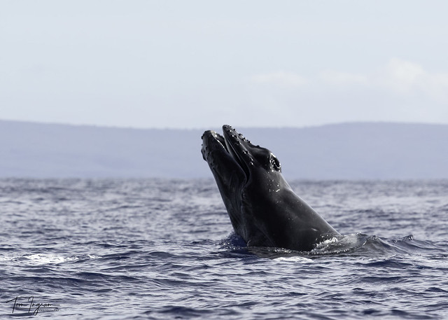 Baby Humpback mouth open breach