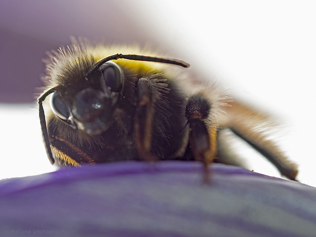 Bumblebee on crocus petal