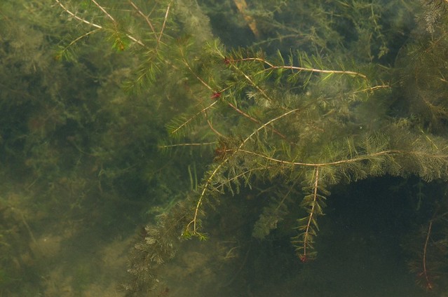 Eurasian watermilfoil