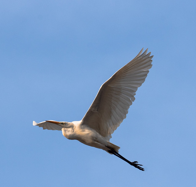 Great Egret - Silberreiher (Ardea alba)