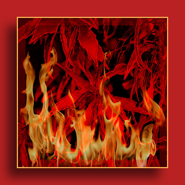 “Firestorm” ignited