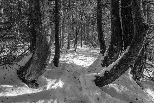 Winter woodland wonderland...a little twisted.