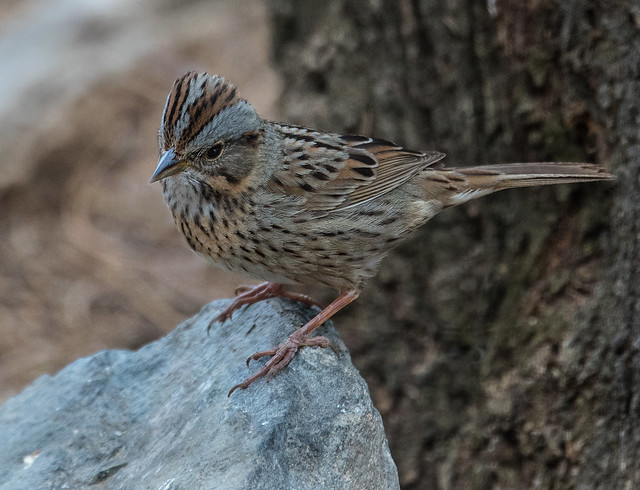 Lincoln's Sparrow (Melospiza lincolnii)