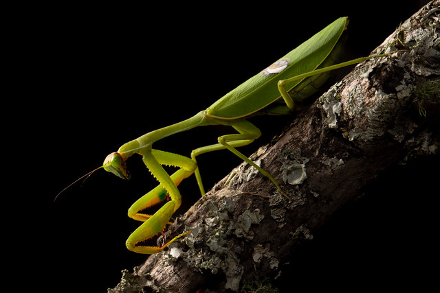Argentine White-crested Mantis - Stagmatoptera hyaloptera