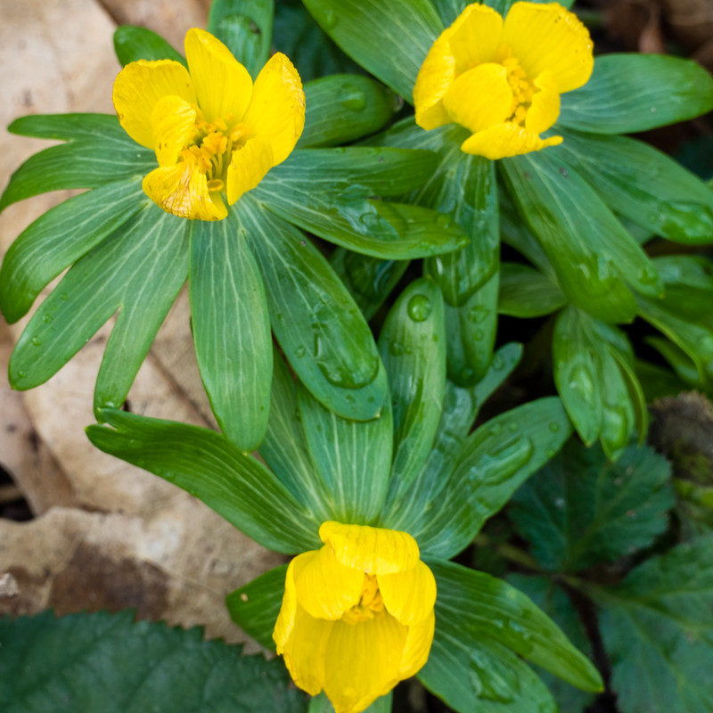Signs of spring, yellow flowers: winter aconite