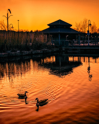 ducks birds pair love lovers two silhouettes hamilton harbour harbor sunset golden gold pond water ripple peace peaceful serene quiet